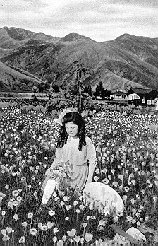poppy fields