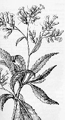 Yerba Santa