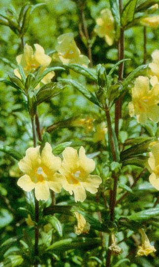 Sticky Monkey Flower