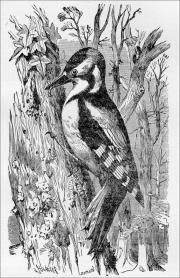 v3n2pecker.jpg (16308 bytes)